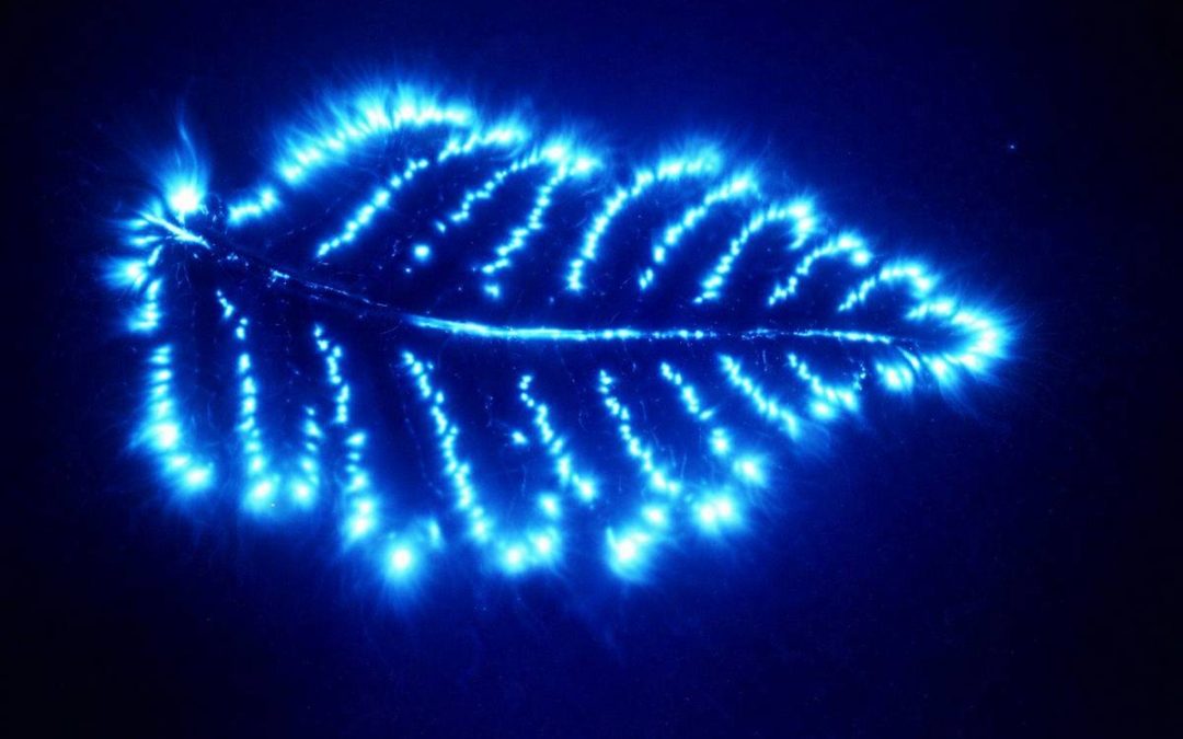 Démarche globale de Santé – Le potentiel vital du corps humain